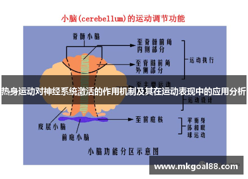 热身运动对神经系统激活的作用机制及其在运动表现中的应用分析